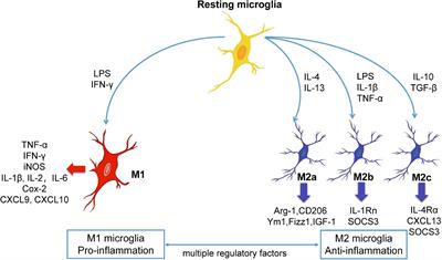 Microglial Phenotypic Transition: Signaling Pathways and Influencing Modulators Involved in Regulation in Central Nervous System Diseases